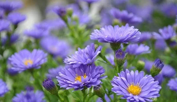 10+ Hoa Màu Xanh Tặng 20/10 Đẹp, Ấn Tượng Cho Mẹ, NY [2024]