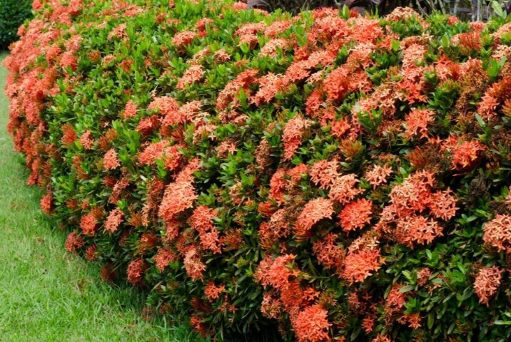 Có nên trồng hoa mẫu đơn ta trước nhà?