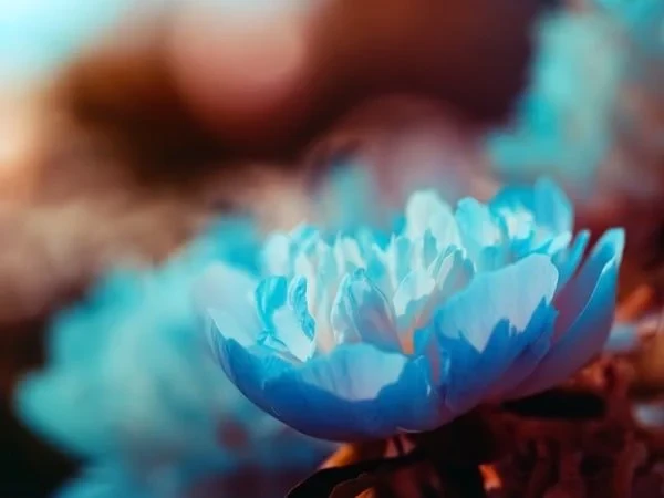 10+ Hoa Màu Xanh Tặng 20/10 Đẹp, Ấn Tượng Cho Mẹ, NY [2024]