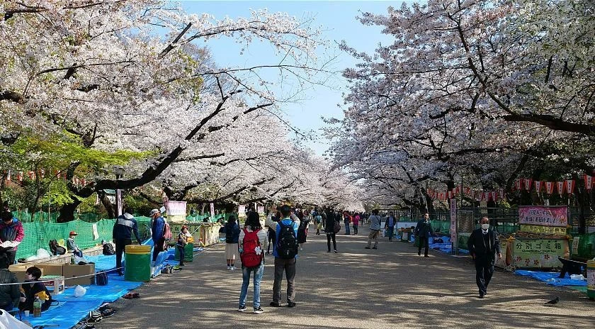 Lễ hội hoa anh đào Hanami (Nhật Bản) có gì thú vị?