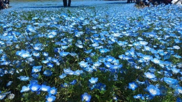 10+ Hoa Màu Xanh Tặng 20/10 Đẹp, Ấn Tượng Cho Mẹ, NY [2024]