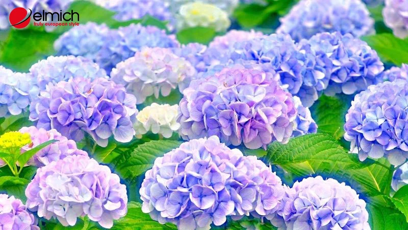 Khám Phá Hoa Cẩm Tú Cầu Xanh và Ý Nghĩa Đặc Biệt