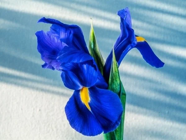 Ý Nghĩa Đặc Biệt Của Hoa Xanh Dương Trong Ngày 20/10