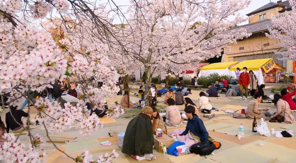 Lễ hội hoa anh đào Hanami (Nhật Bản) có gì thú vị?