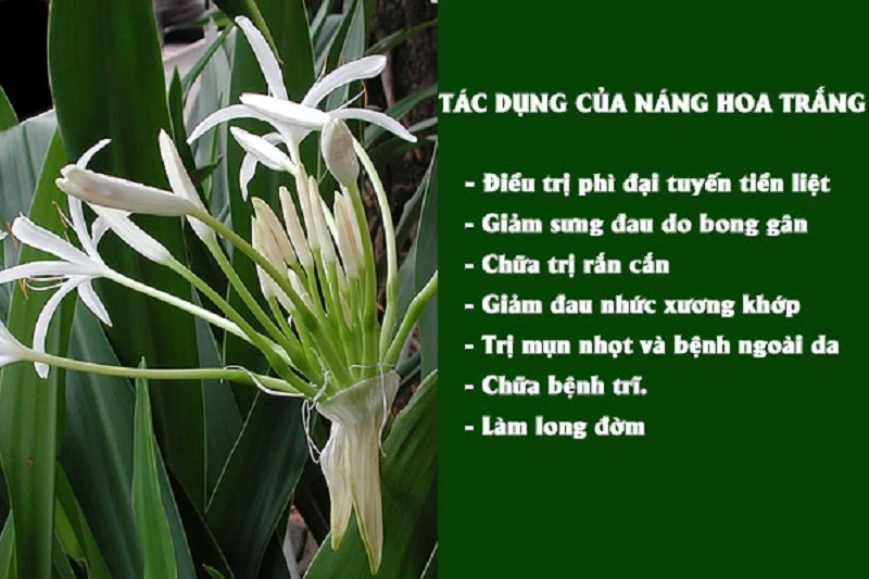 Cây náng hoa trắng - dược liệu đa lợi ích cho sức khỏe con người
