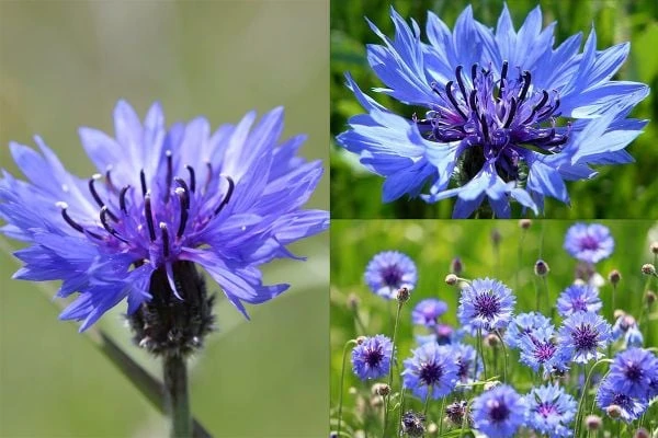 10+ Hoa Màu Xanh Tặng 20/10 Đẹp, Ấn Tượng Cho Mẹ, NY [2024]