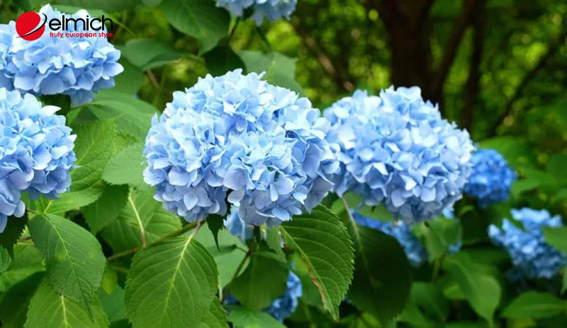 Nguồn gốc, ý nghĩa hoa cẩm tú cầu trong phong thủy và cuộc sống