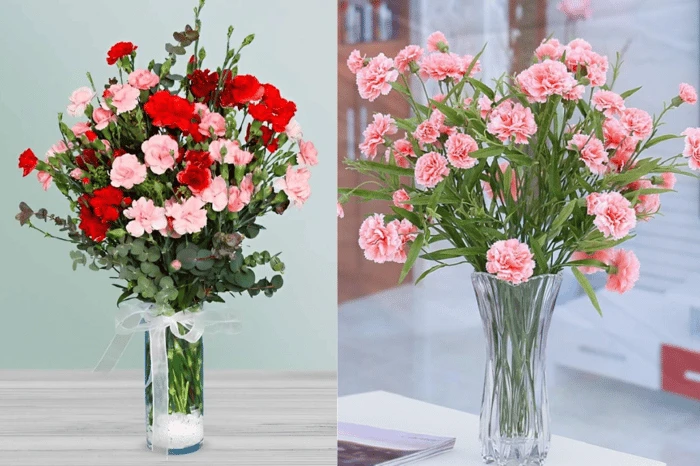 Bí quyết cắm hoa cẩm chướng đẹp, đơn giản, và lâu tươi