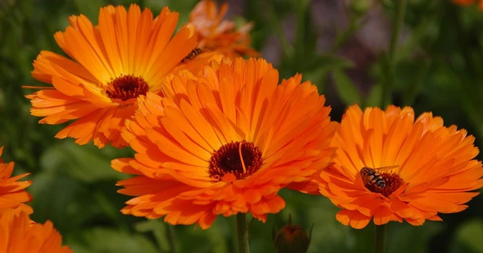 Tả một loài hoa mà em thích nhất (53 mẫu) Tập làm văn lớp 2