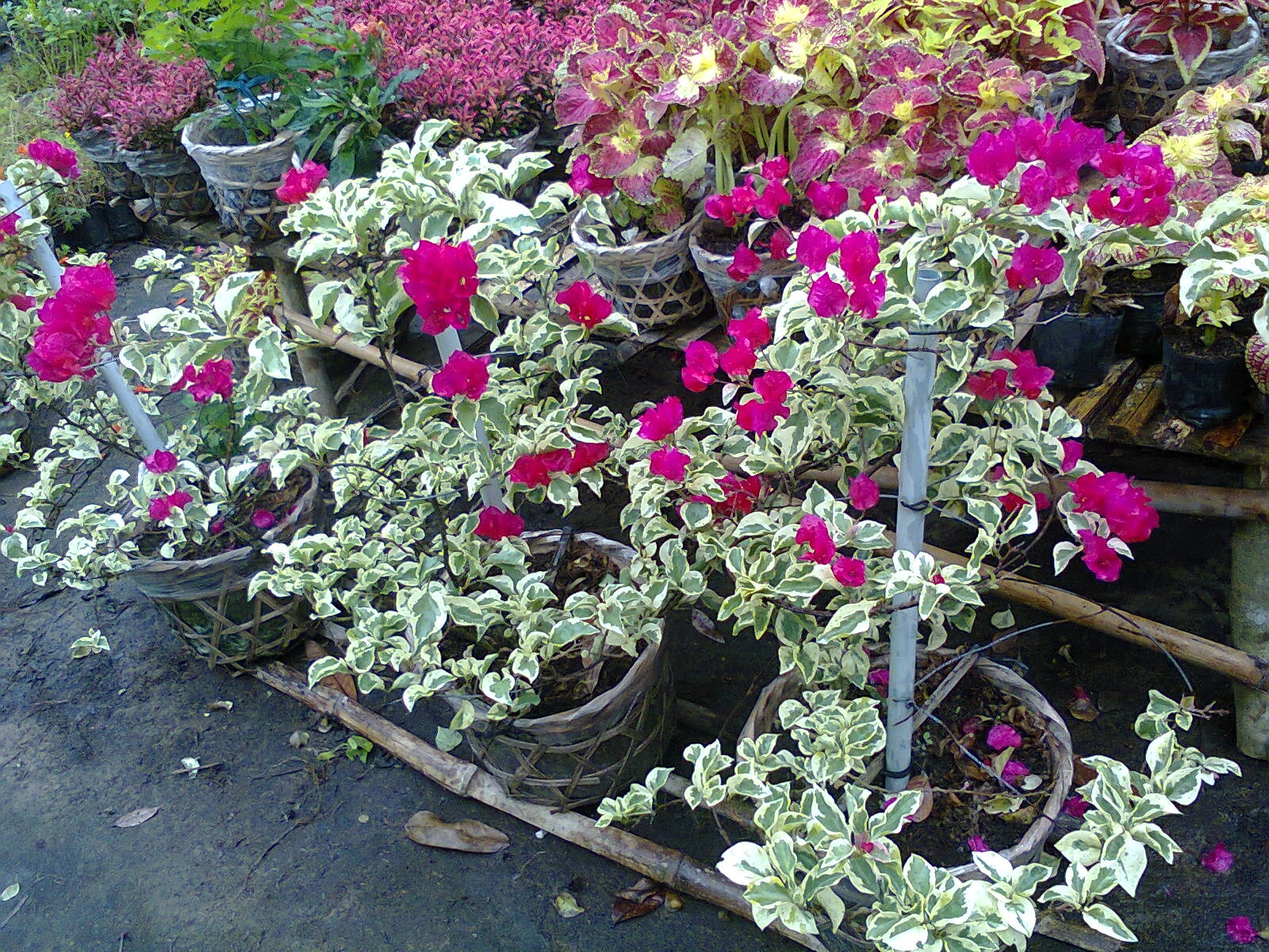 Cách trồng cây hoa giấy Cẩm Thạch?