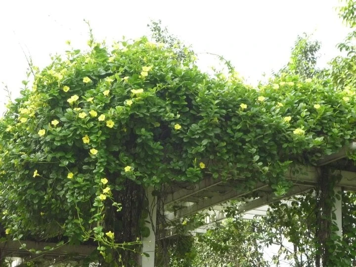 9 loại cây cảnh dễ trồng thành giàn đẹp rực rỡ