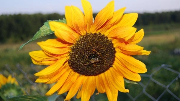 Hoa hướng dương tươi và ý nghĩa sâu sắc trong cuộc sống