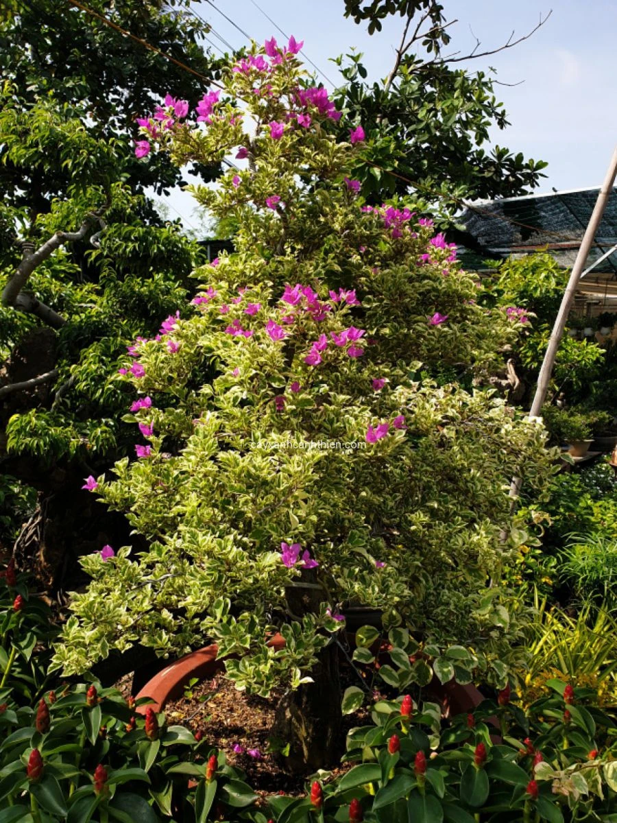 Cách trồng cây hoa giấy Cẩm Thạch?