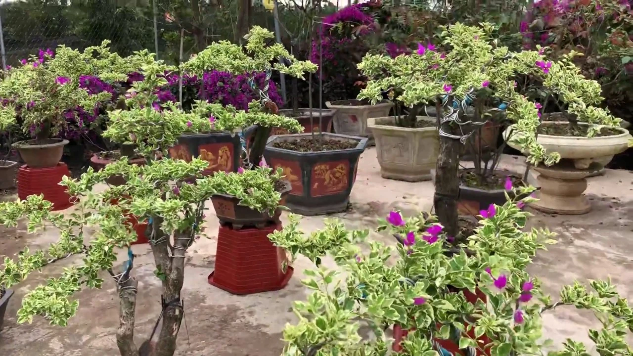 Cách trồng cây hoa giấy Cẩm Thạch?