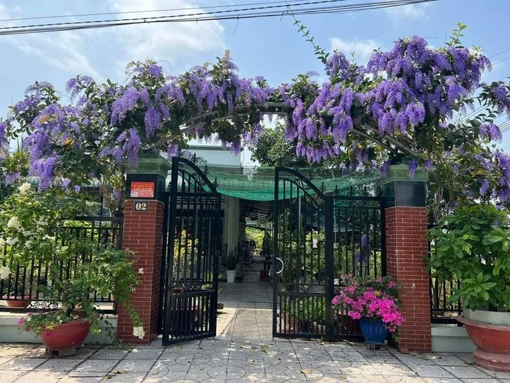 9 loại cây cảnh dễ trồng thành giàn đẹp rực rỡ