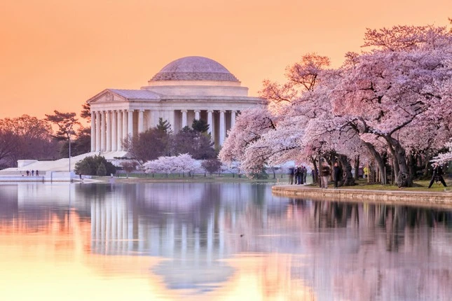 Chìm đắm trong sắc hoa anh đào từ Á qua Âu