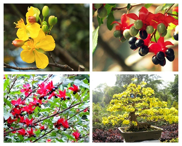 CÁCH CHĂM SÓC MAI TRƯỚC TẾT GIÚP CÂY NỞ HOA ĐÚNG DỊP