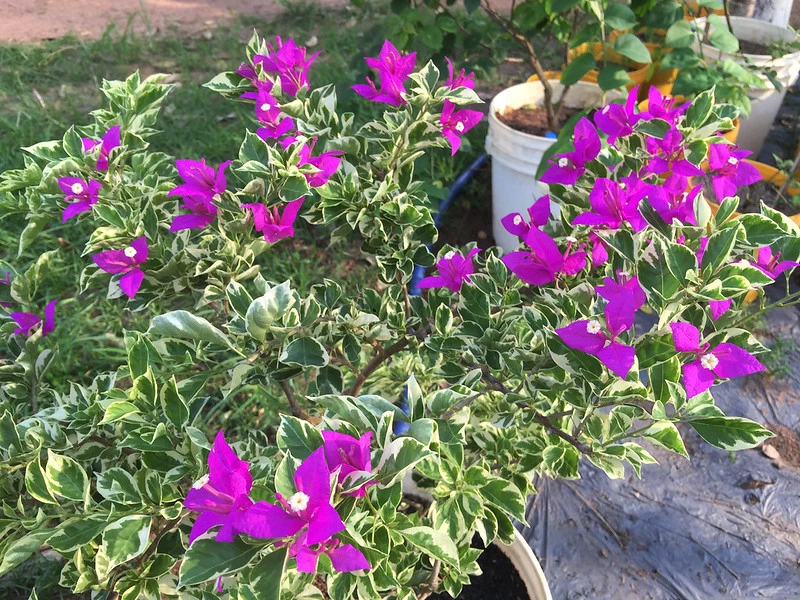 Khám Phá Cây Hoa Giấy Cẩm Thạch Tại Việt Nam