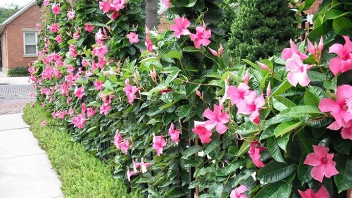 9 loại cây cảnh dễ trồng thành giàn đẹp rực rỡ