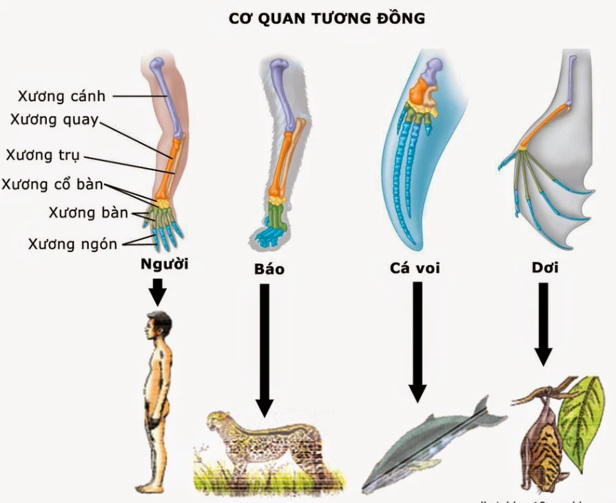 Các bằng chứng tiến hóa - Sinh học 12