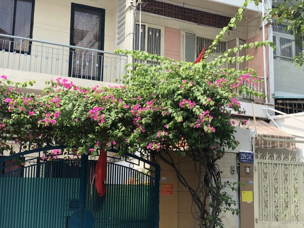 Cây Hoa Giấy Leo Giàn Cổng ( Hoa giấy xác pháo - Đỏ, trắng, vàng, cam, hồng)