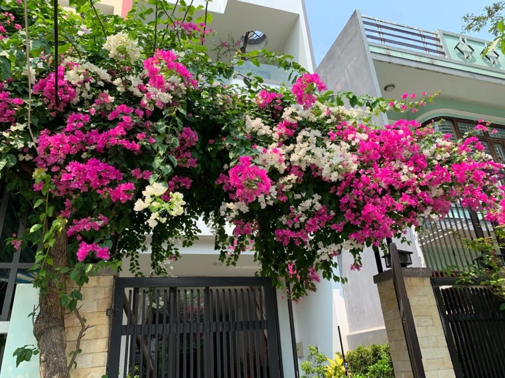 Cổng hoa giấy: Biểu tượng của sự lãng mạn