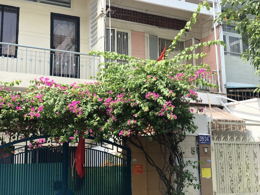 Cây Hoa Giấy Leo Giàn Cổng ( Hoa giấy xác pháo - Đỏ, trắng, vàng, cam, hồng)