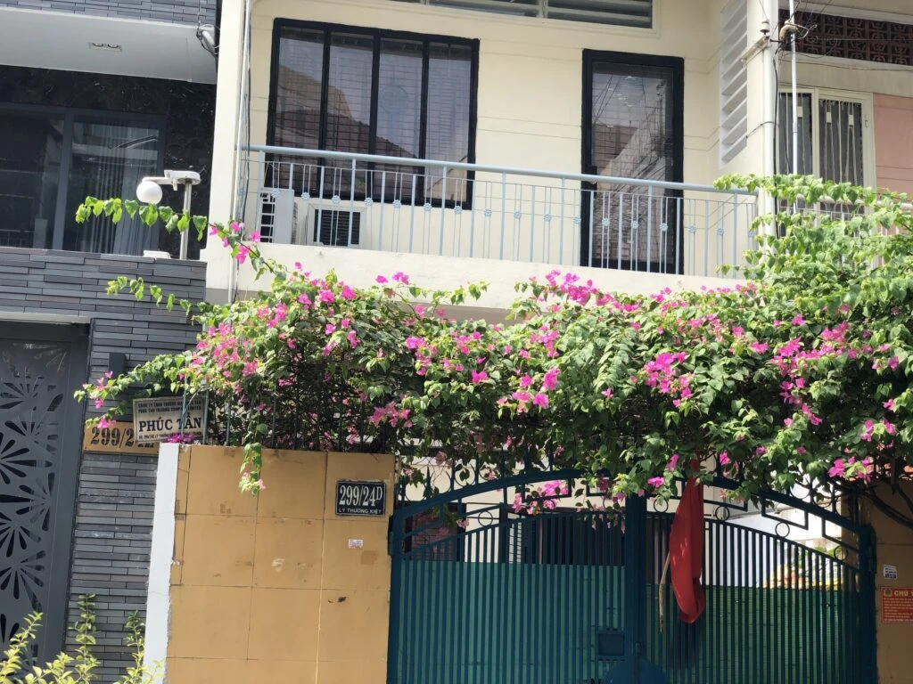 Cây Hoa Giấy Leo Giàn Cổng ( Hoa giấy xác pháo - Đỏ, trắng, vàng, cam, hồng)