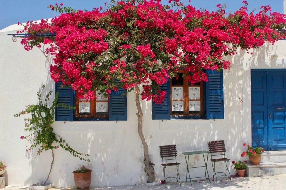 Cây Hoa Giấy Leo Giàn Cổng ( Hoa giấy xác pháo - Đỏ, trắng, vàng, cam, hồng)