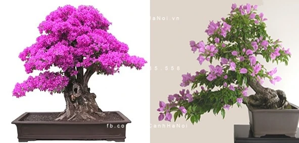 Khám Phá Cây Hoa Giấy Bonsai và Ý Nghĩa Phong Thủy