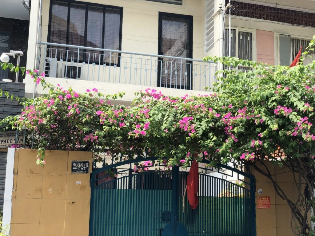 Cây Hoa Giấy Leo Giàn Cổng ( Hoa giấy xác pháo - Đỏ, trắng, vàng, cam, hồng)