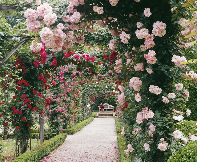 Tuyển tập các mẫu giàn hoa sắt đẹp và độc đáo nhất 2024