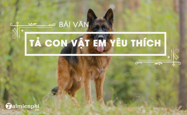 Bông: Chó giống nhỏ đáng yêu và nhanh nhẹn